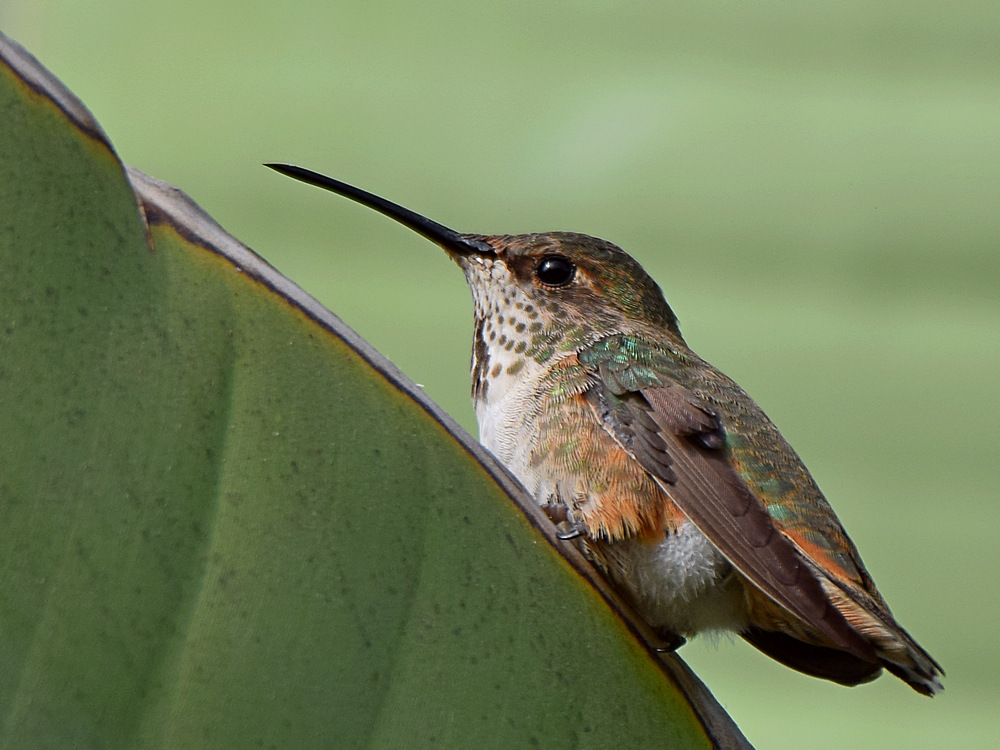 Hummer3.jpg
