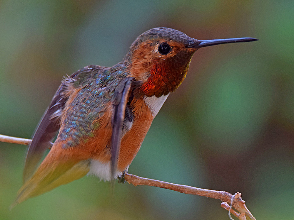 Hummer3.jpg