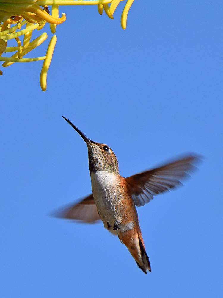 Hummer3.jpg