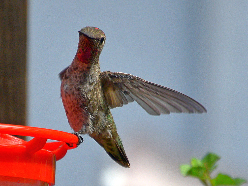 Hummer3.jpg