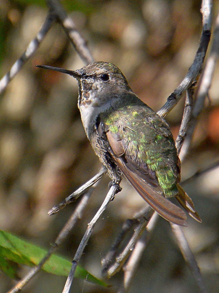 Hummer3.jpg