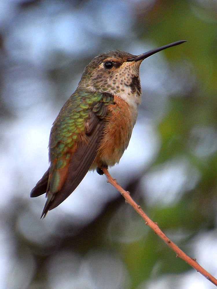 Hummer3.jpg
