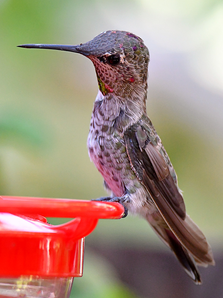 Hummer3.jpg