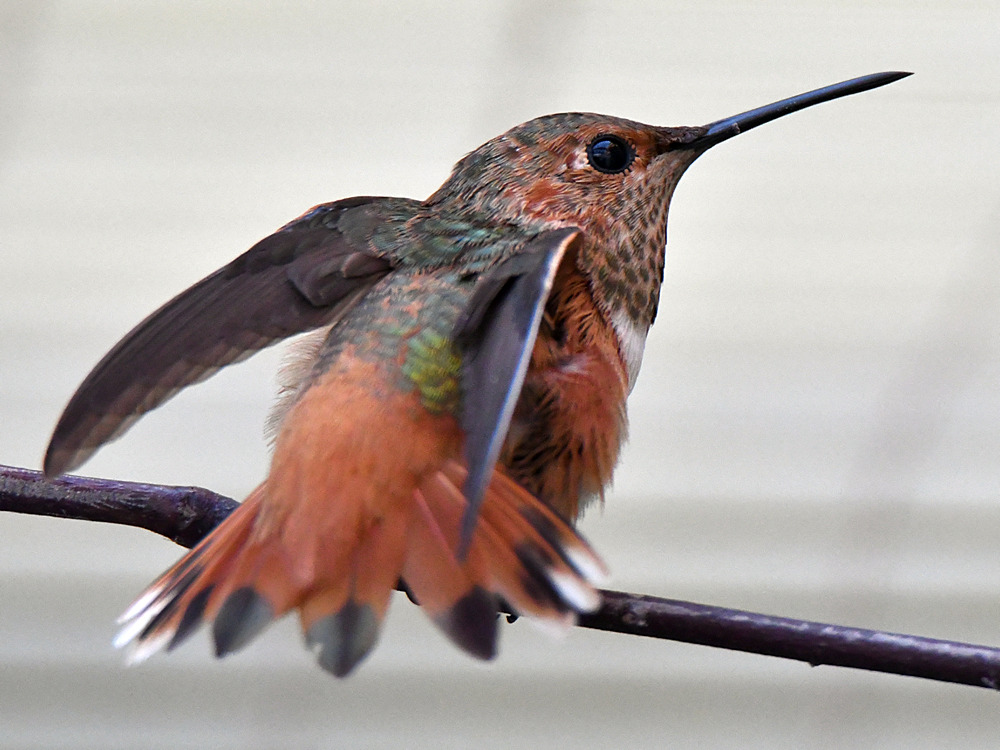 Hummer3.jpg
