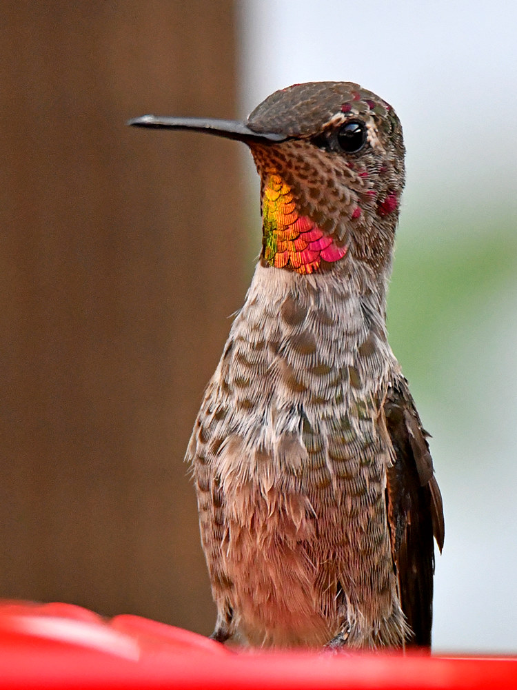 Hummer3.jpg