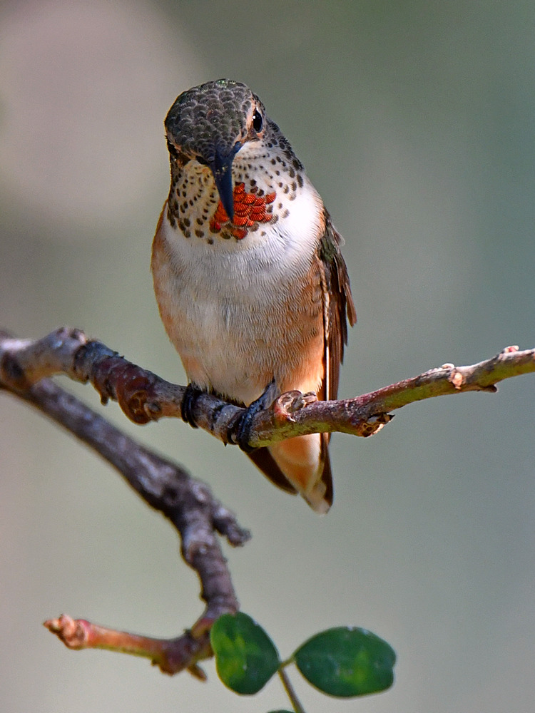 Hummer3.jpg