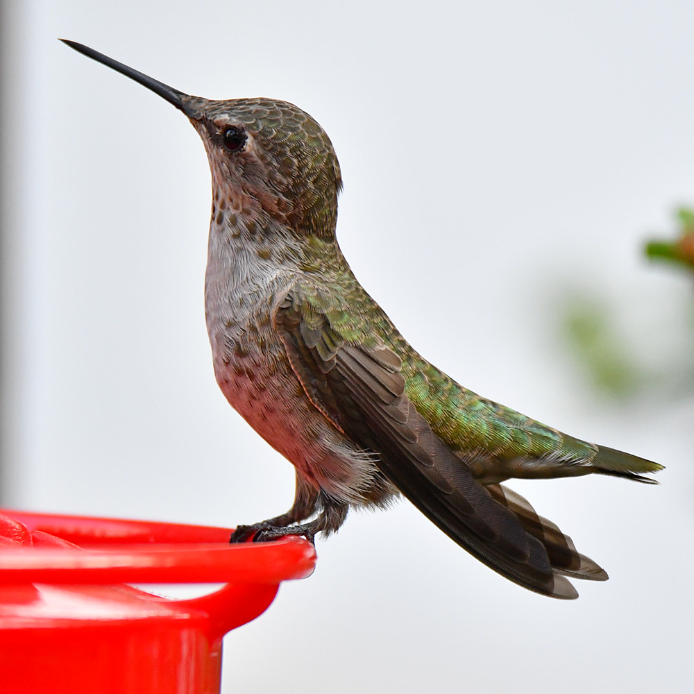 Hummer3.jpg