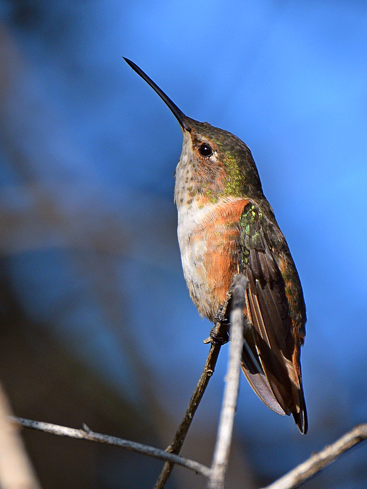 Hummer3.jpg
