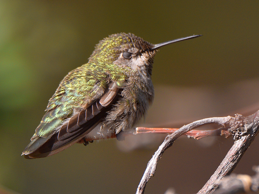 Hummer3.jpg