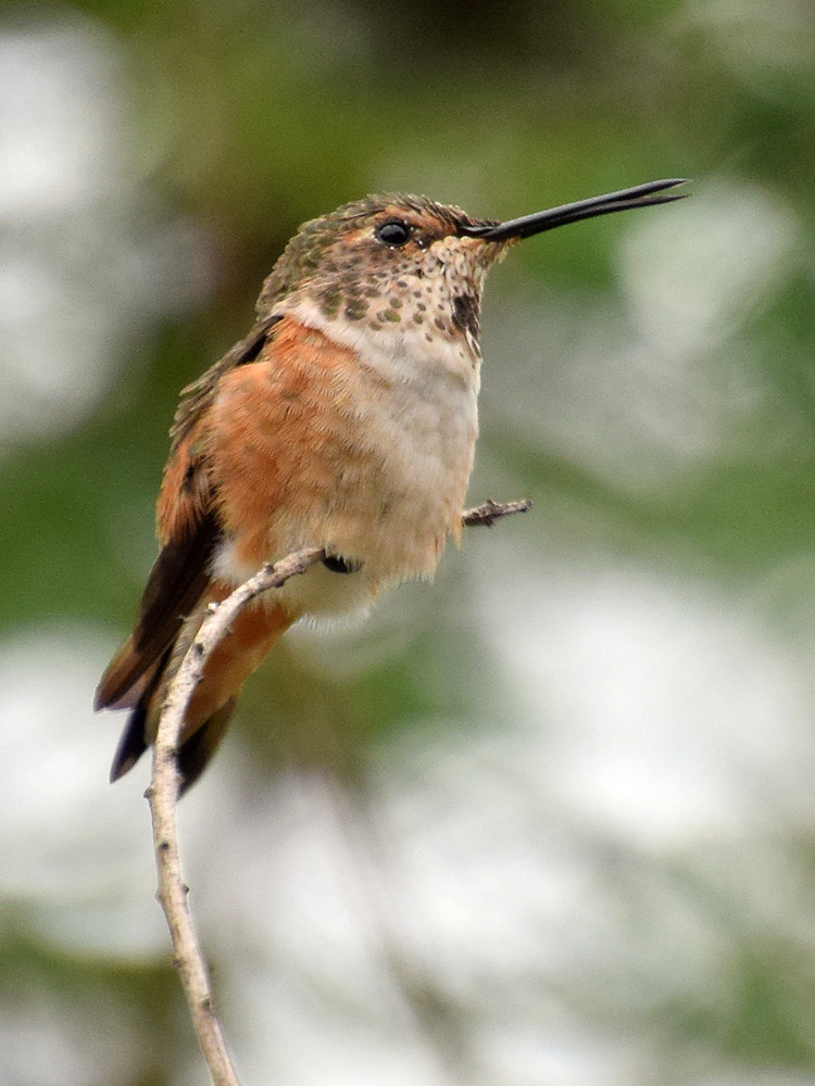 Hummer3.jpg