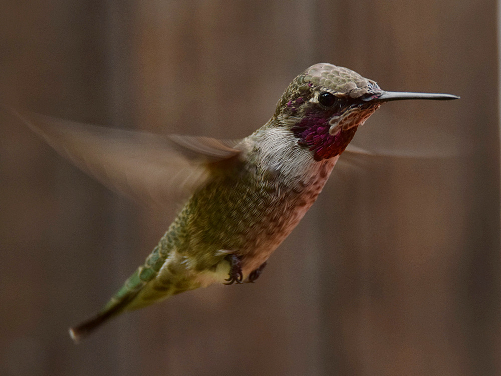 Hummer3.jpg