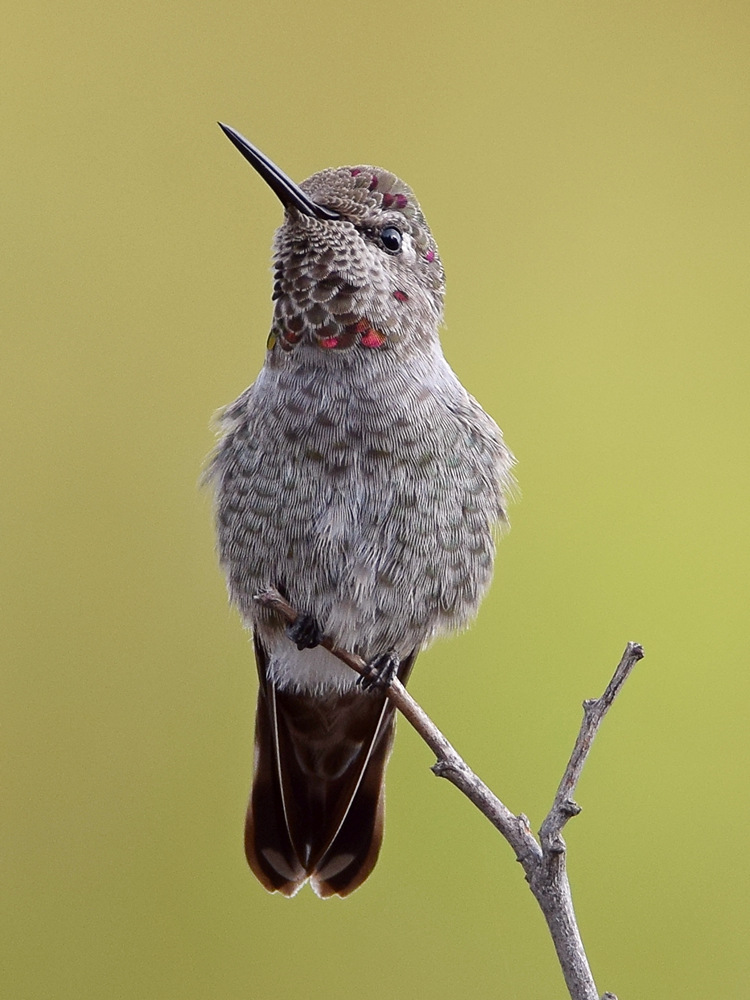 Hummer3.jpg