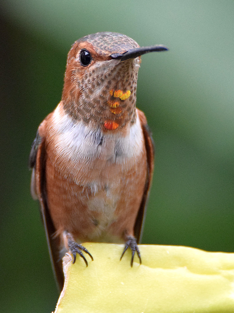 Hummer3.jpg