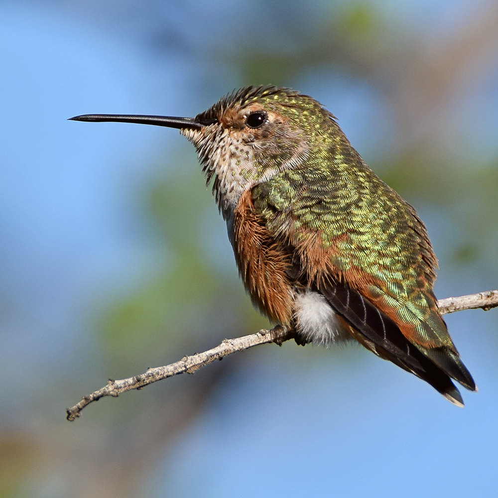 Hummer3.jpg