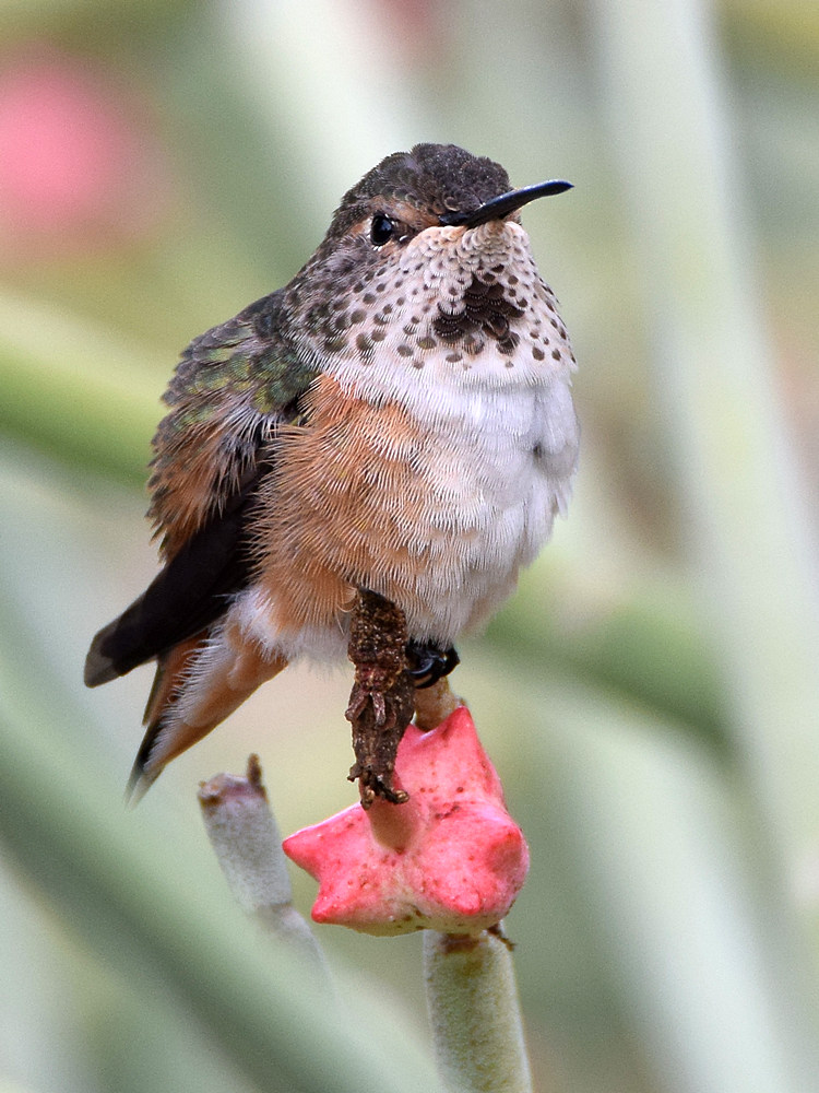 Hummer3.jpg