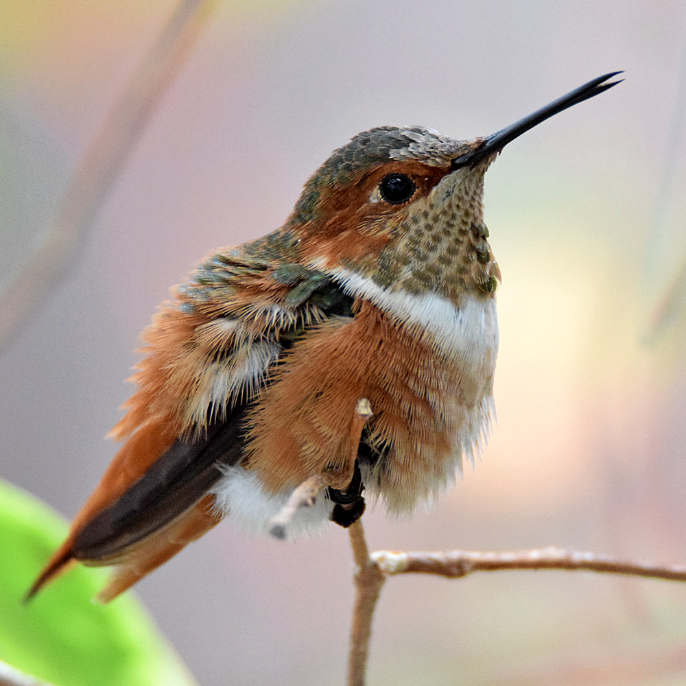 Hummer3.jpg