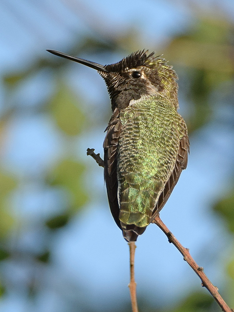Hummer3.jpg
