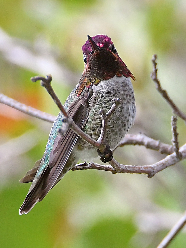 Hummer3.jpg