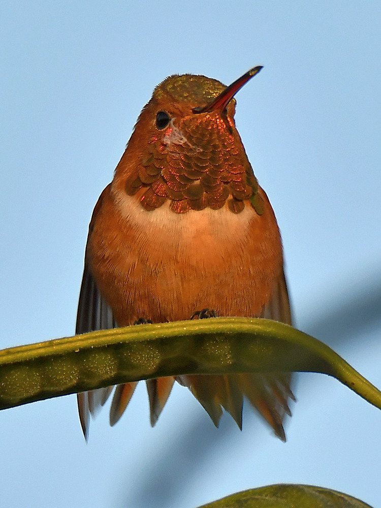 Hummer3.jpg