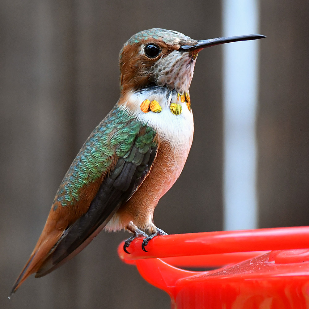 Hummer3.jpg