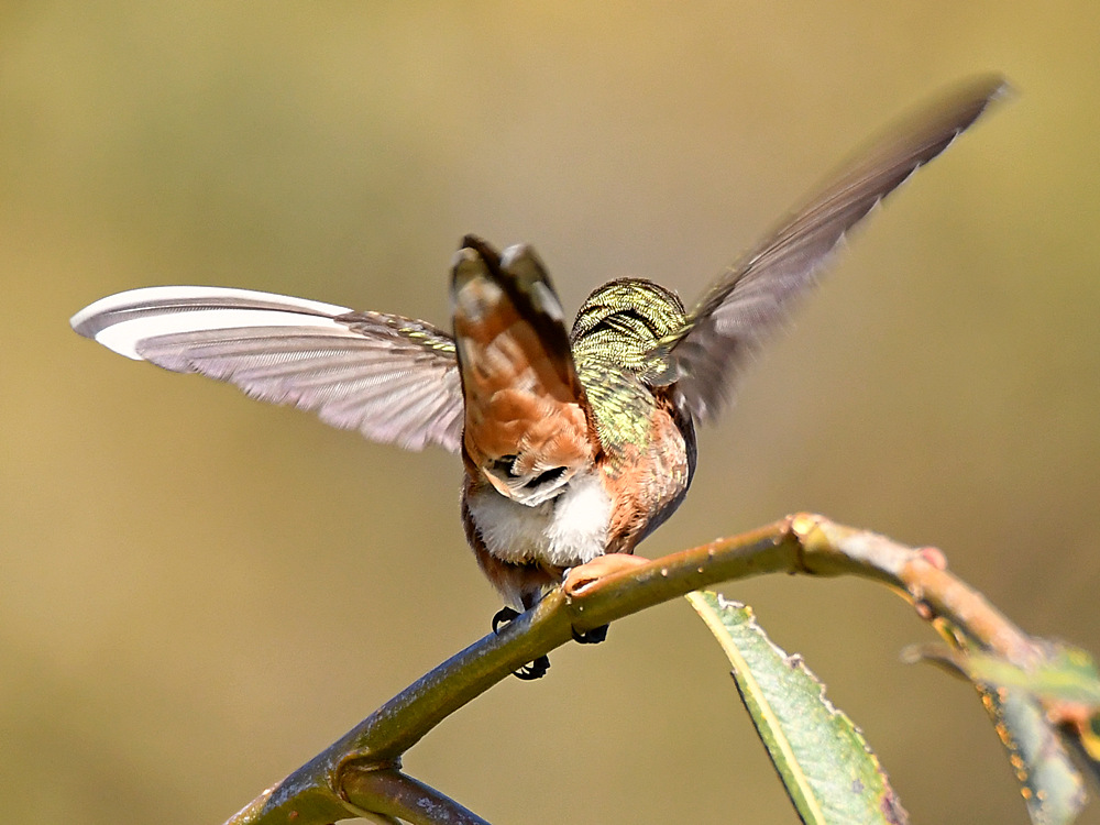 Hummer3.jpg