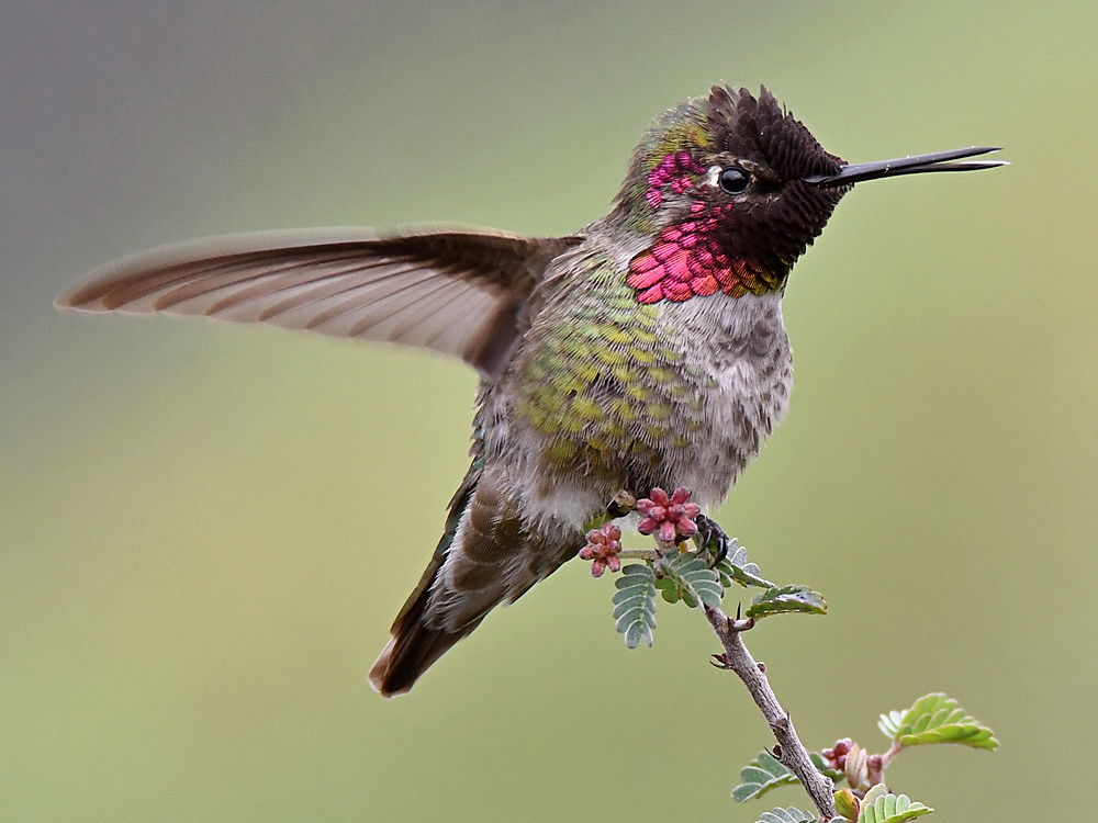 Hummer3.jpg