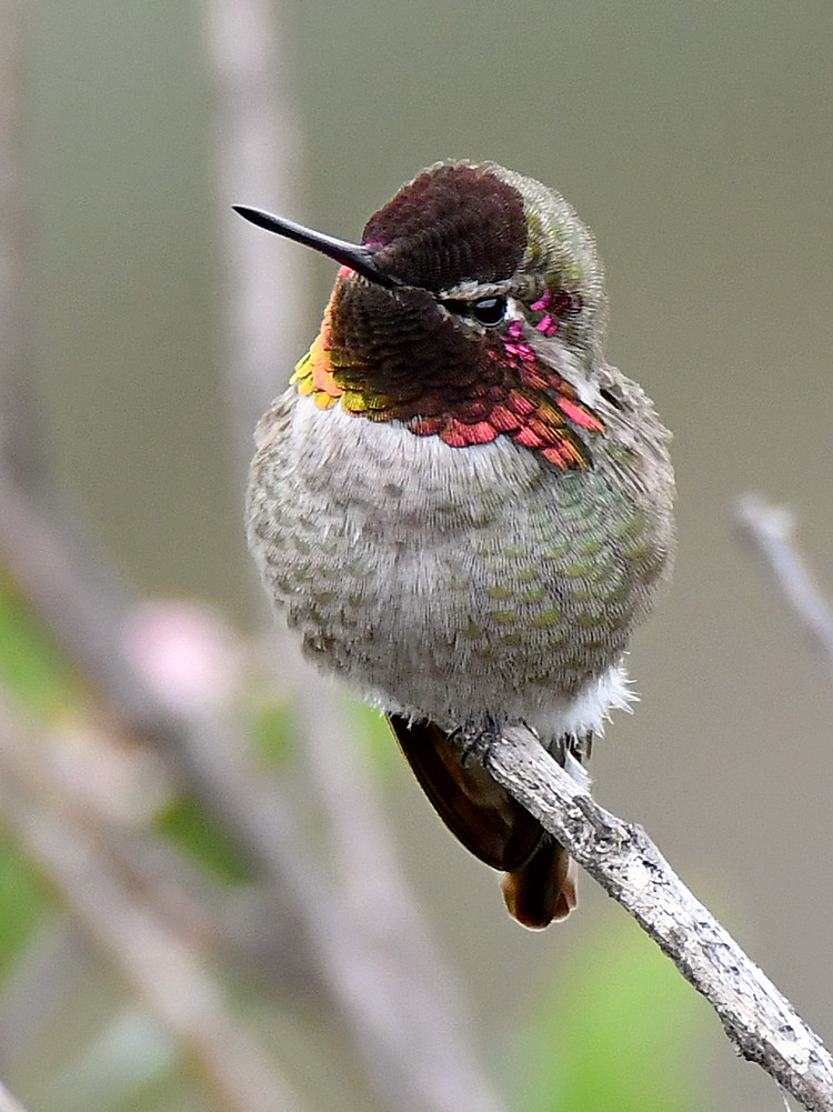 Hummer3.jpg