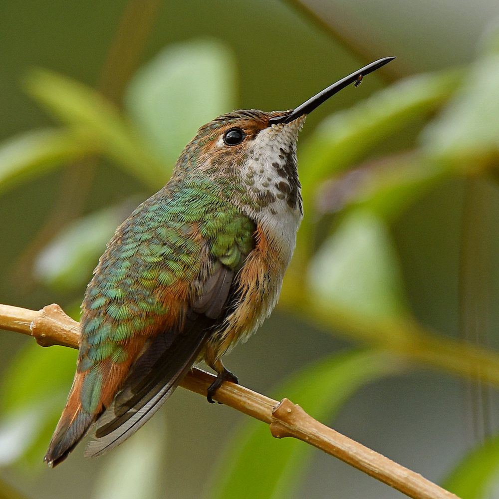 Hummer3.jpg
