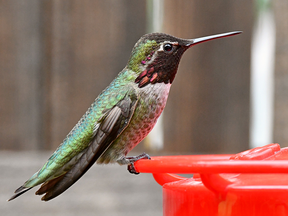 Hummer3.jpg