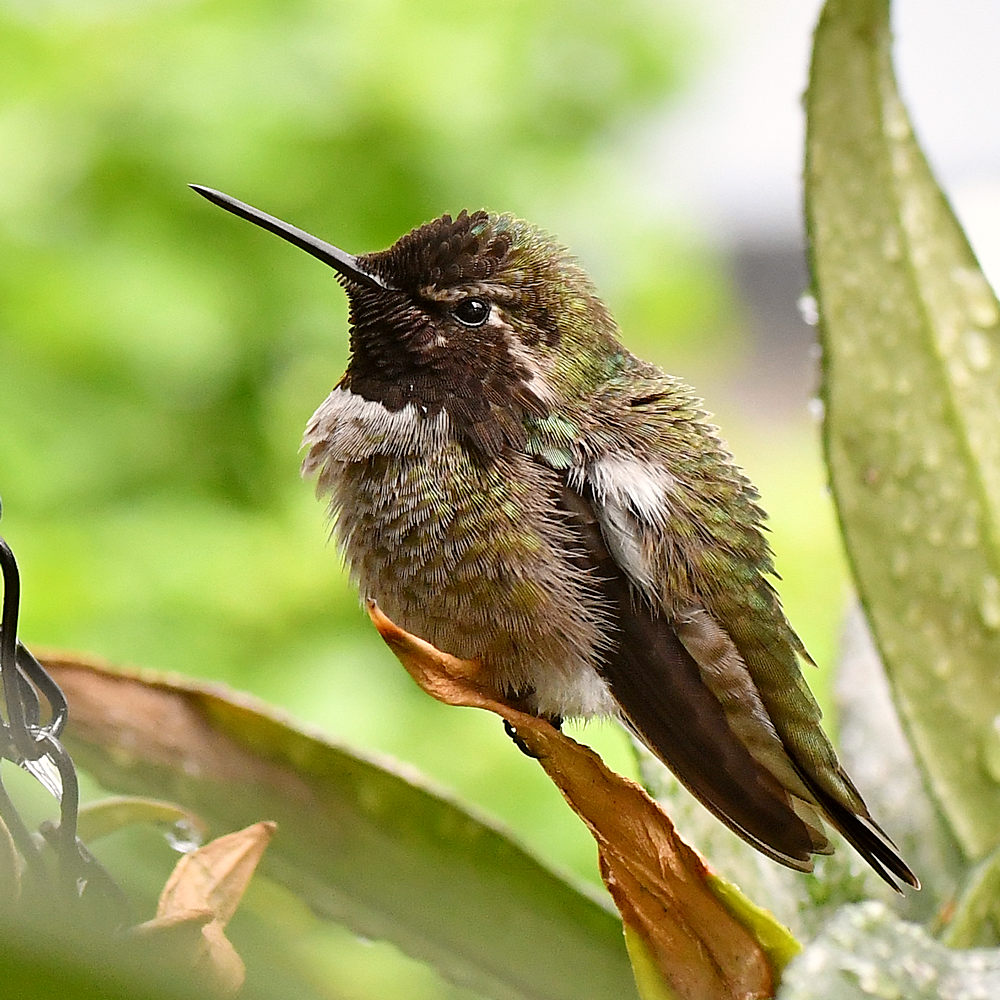 Hummer3.jpg
