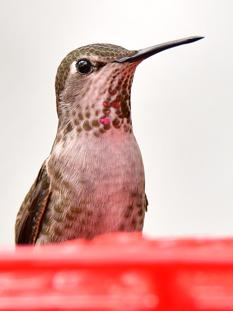 Hummer3.jpg