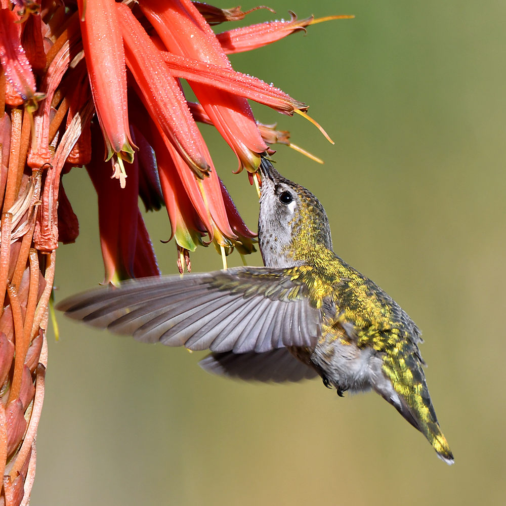 Hummer3.jpg