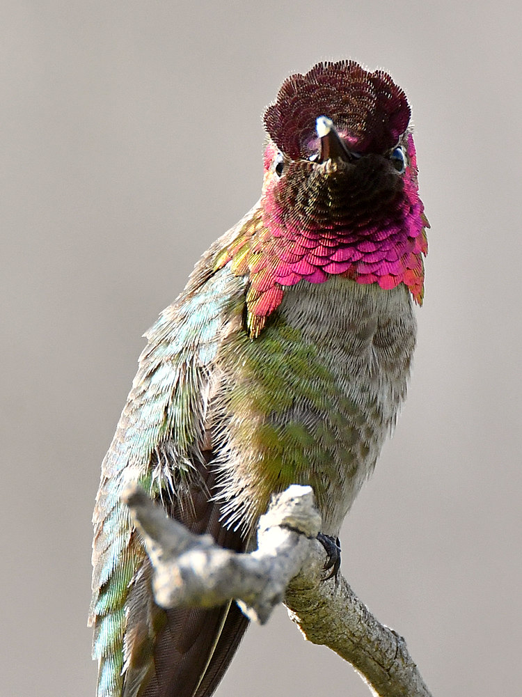 Hummer3.jpg