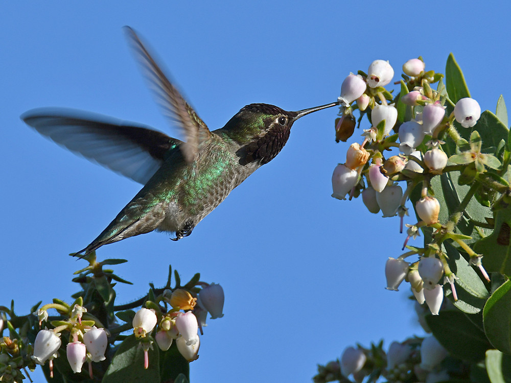 Hummer3.jpg