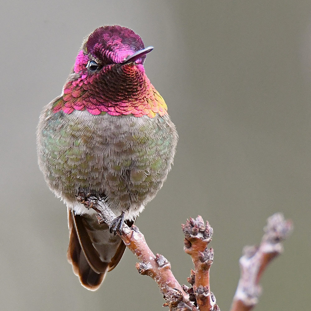 Hummer3.jpg