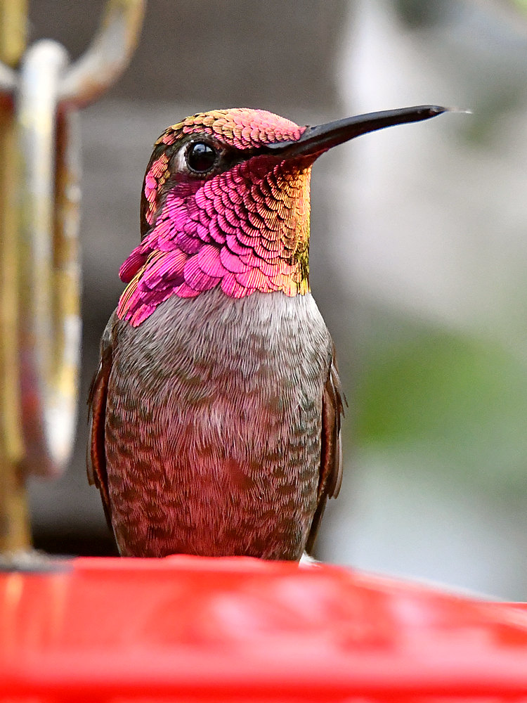 Hummer3.jpg