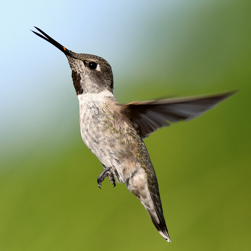 Hummer3.jpg