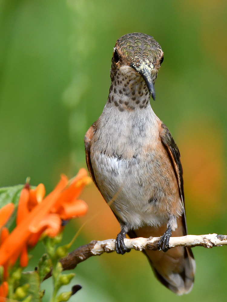 Hummer3.jpg