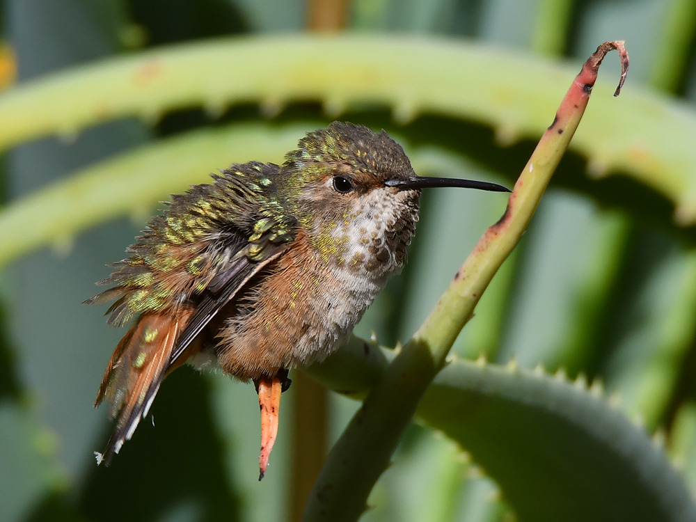 Hummer3.jpg