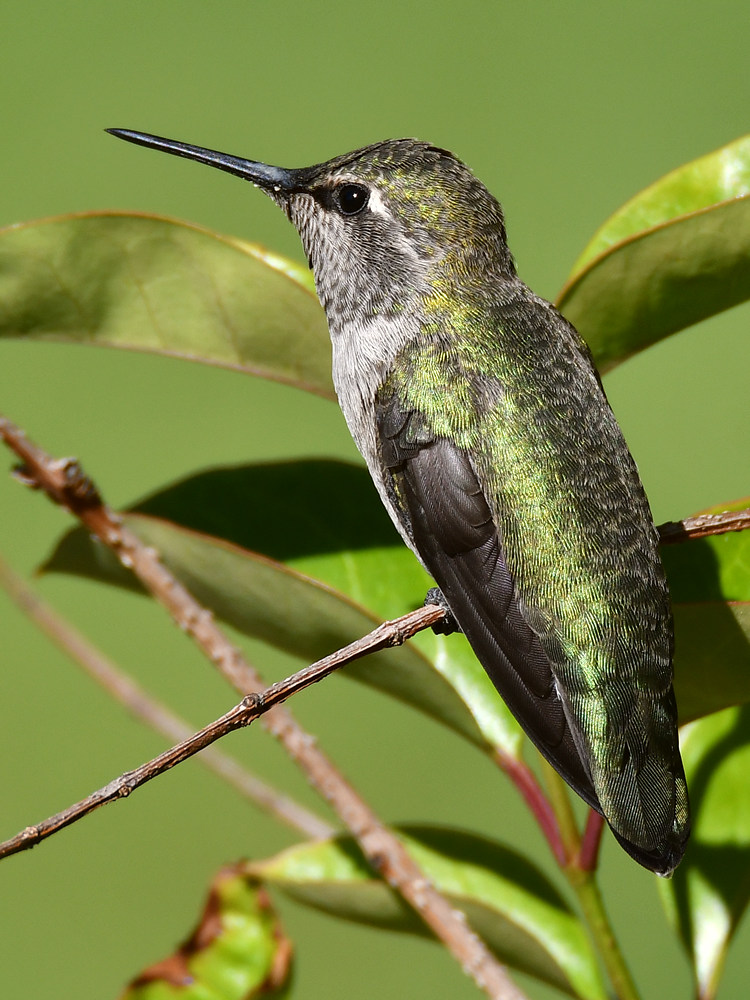 Hummer3.jpg