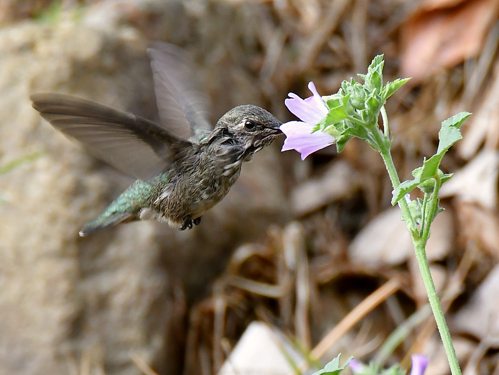 Hummer3.jpg