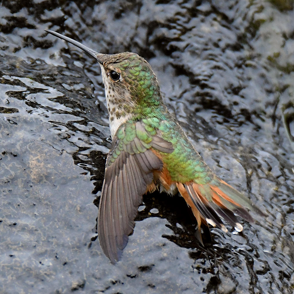 Hummer3.jpg