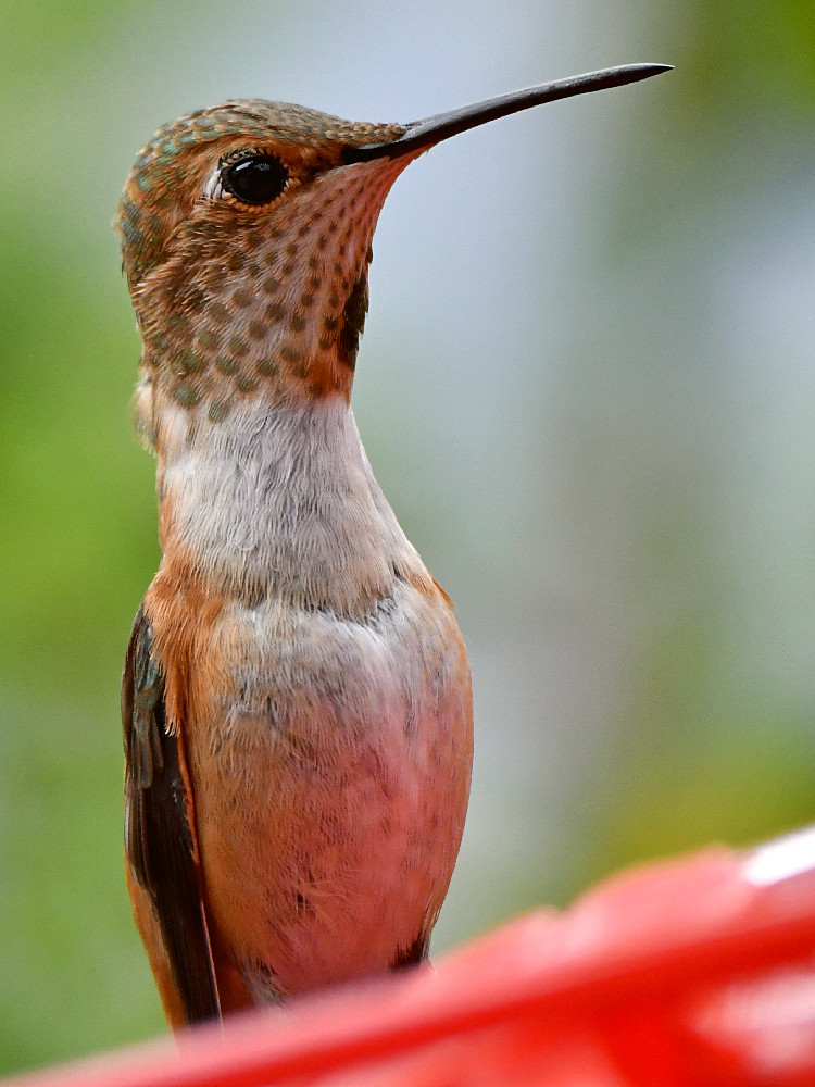 Hummer3.jpg