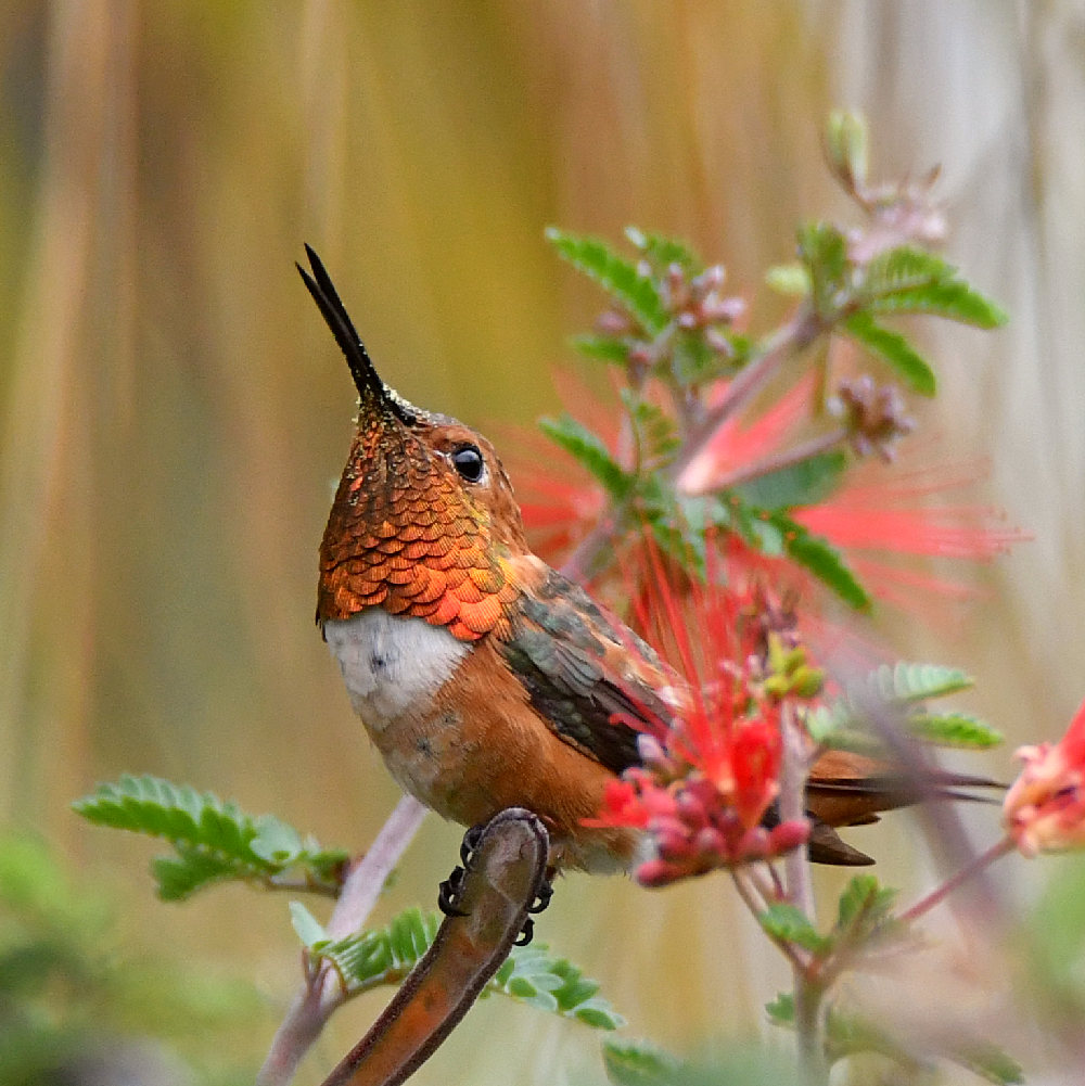 Hummer3.jpg