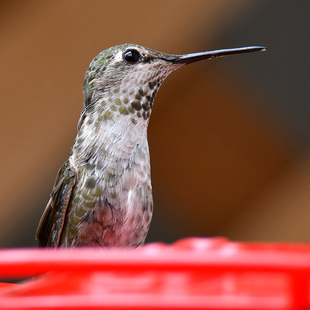 Hummer3.jpg