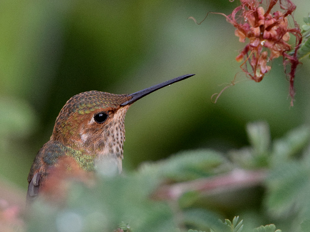 Hummer3.jpg