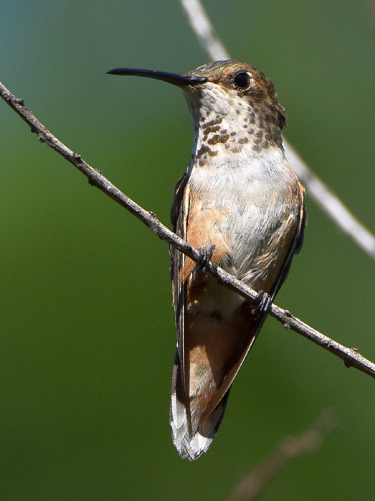 Hummer3.jpg