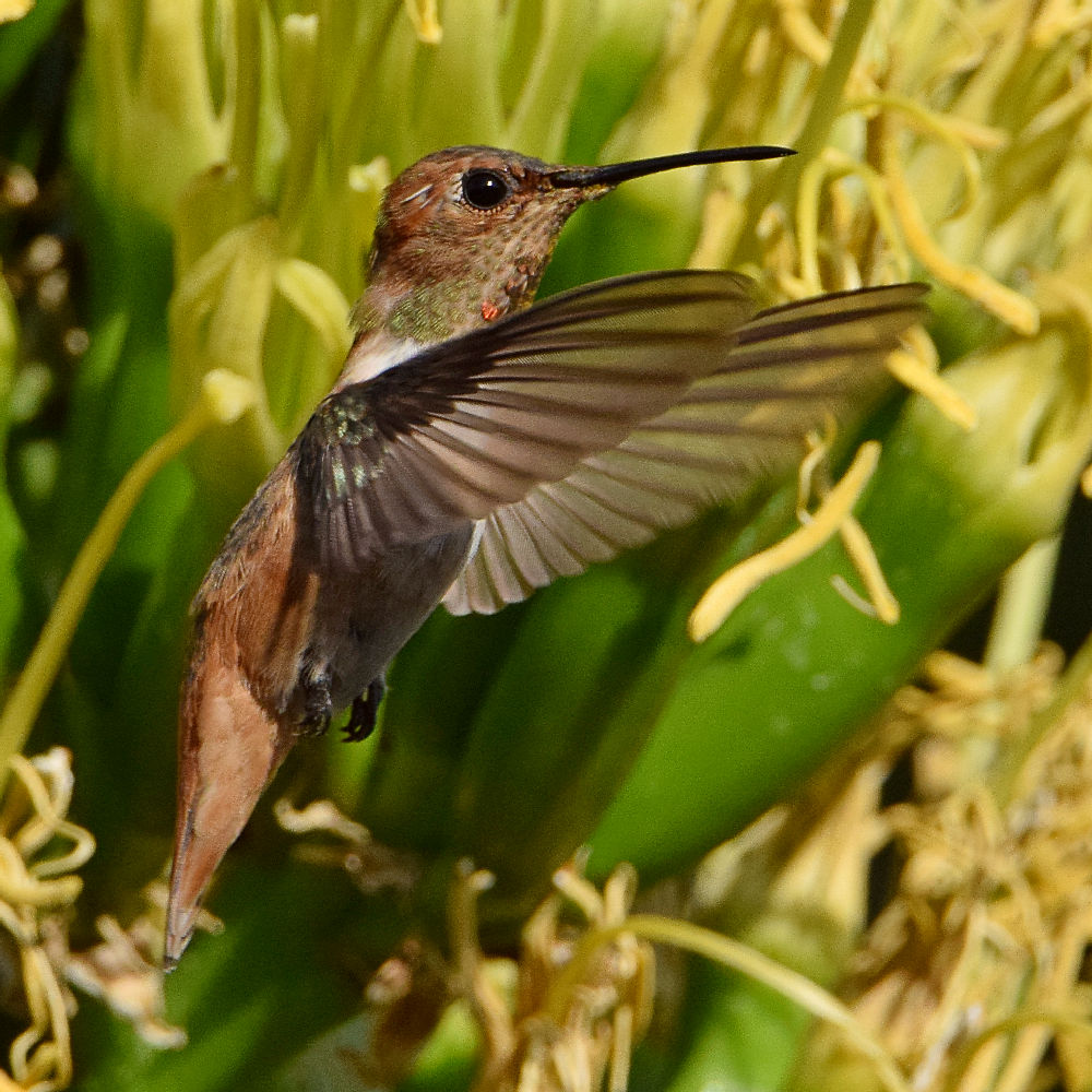 Hummer3.jpg