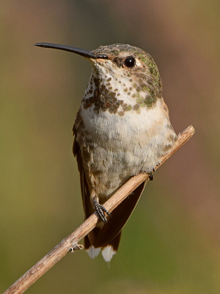 Hummer3.jpg