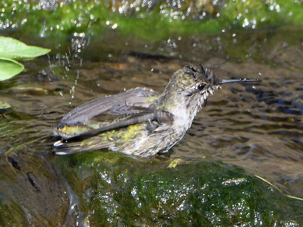 Hummer3.jpg